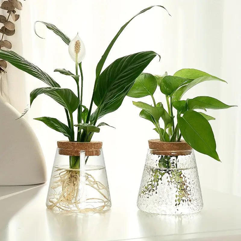 Floravia Glas - Anzuchtgefäß – Natürliche Eleganz für Pflanzenliebhaber - Bolania