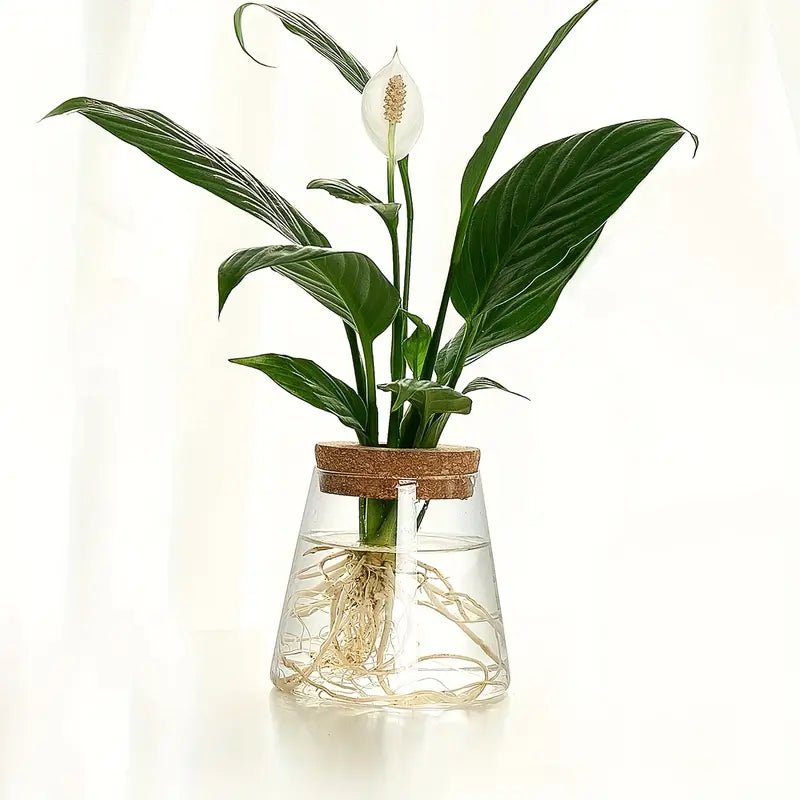 Floravia Glas - Anzuchtgefäß – Natürliche Eleganz für Pflanzenliebhaber - Bolania